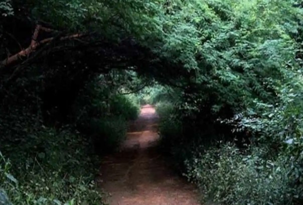 Sanjay Van: White old woman and the spirits of children - Photo Gallery