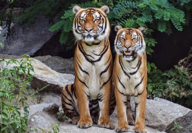 Pench Tiger Reserve - Photo Gallery