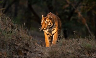 Satpura Tiger Reserve - Photo Gallery