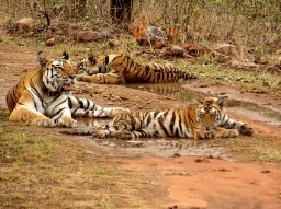 Panna Tiger Reserve - Photo Gallery