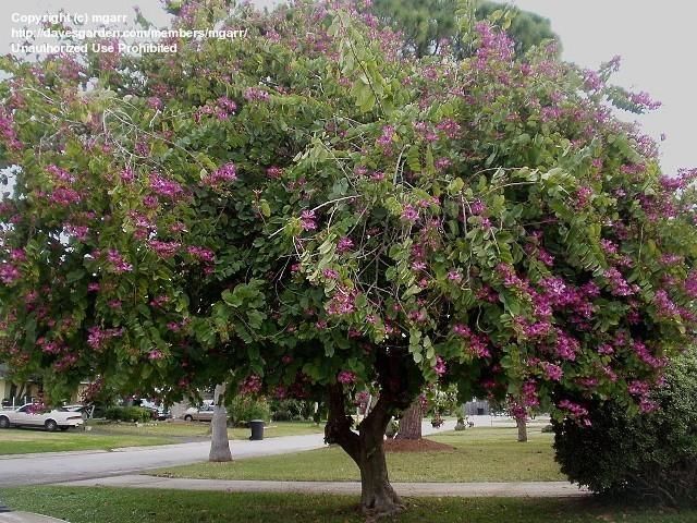 Kovidar Tree: कोविदार वृक्ष का धार्मिक महत्व क्या है? क्यों इसे ध्वजा पर किया गया अंकित? - Photo Gallery