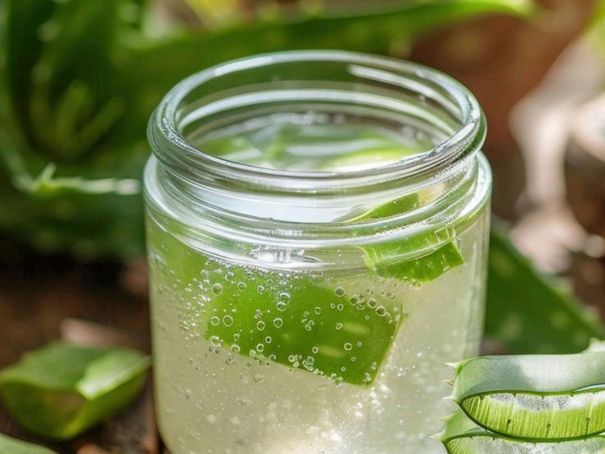 aloevera - Photo Gallery