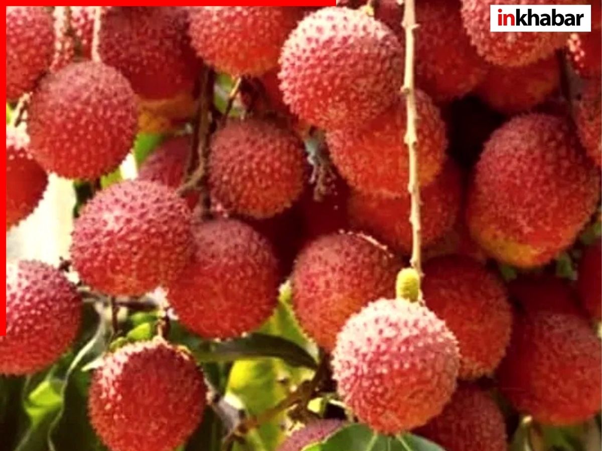 Bihar famous Food: लिट्टी-चोखा छोड़िए जनाब, बिहार के ये 7 फूड दुनियाभर में मचा रहे हैं धूम - Photo Gallery