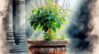 तुलसी का पौधा सूखना होता है बहुत बड़ा अपशगुन, है संकटकी बड़ी चेतावनी! यहां जानें बचने का तरीका