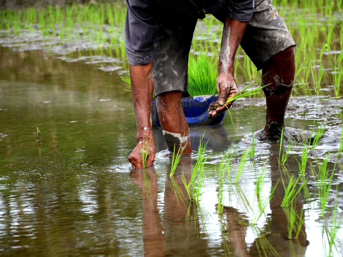 Farmers News: किसानों के लिए सबसे बड़ा तोहफा! अब हुआ नुकसान तो सरकार करेगी भरपाई, शिवराज सिंह चौहान का बड़ा ऐलान - Photo Gallery