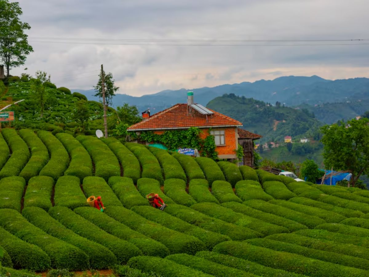 honemoon destination 7 - Photo Gallery