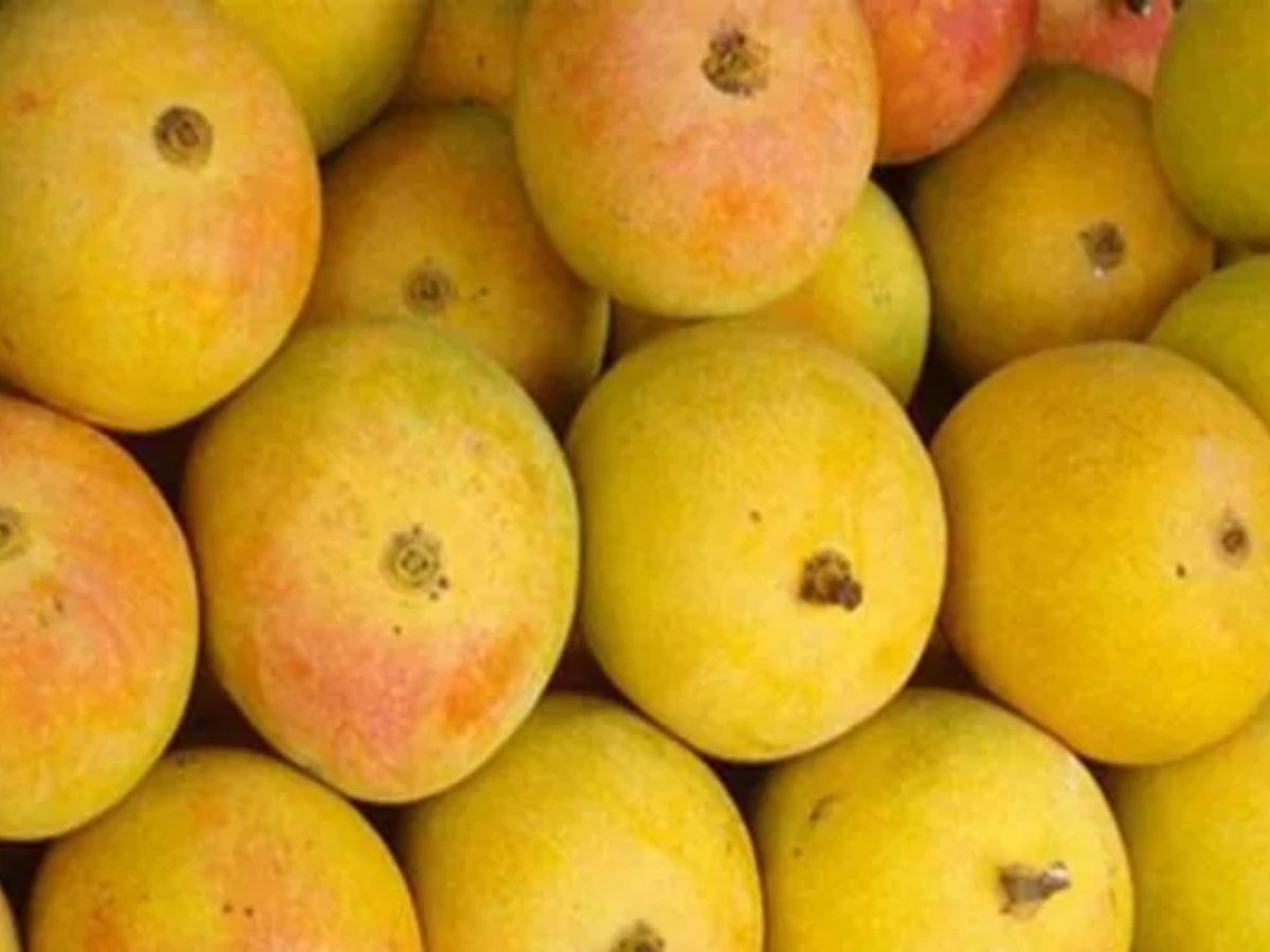 Bihar famous Food: लिट्टी-चोखा छोड़िए जनाब, बिहार के ये 7 फूड दुनियाभर में मचा रहे हैं धूम - Photo Gallery