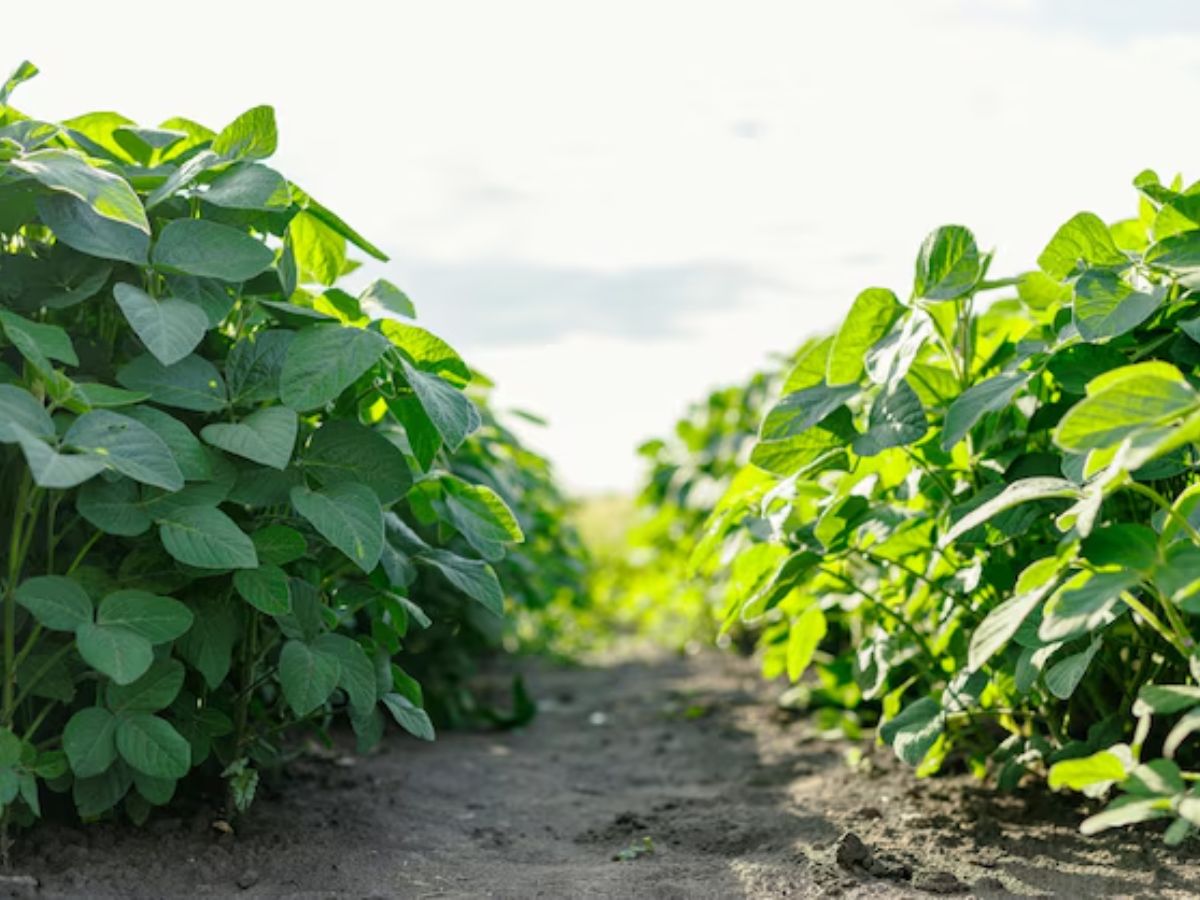 गेहूं नहीं इस चीज की खेती में है ज्यादा मुनाफा, 3 महीनों में फसल हो जाती है तैयार - Photo Gallery