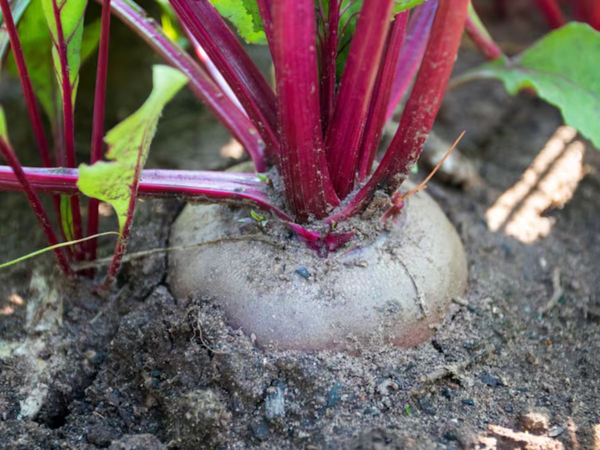 गेहूं नहीं इस चीज की खेती में है ज्यादा मुनाफा, 3 महीनों में फसल हो जाती है तैयार - Photo Gallery