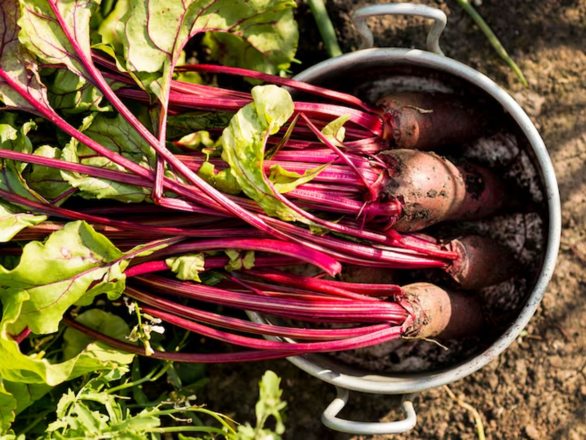 गेहूं नहीं इस चीज की खेती में है ज्यादा मुनाफा, 3 महीनों में फसल हो जाती है तैयार - Photo Gallery