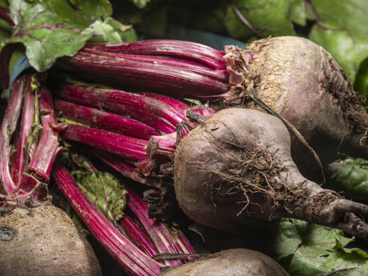 गेहूं नहीं इस चीज की खेती में है ज्यादा मुनाफा, 3 महीनों में फसल हो जाती है तैयार - Photo Gallery