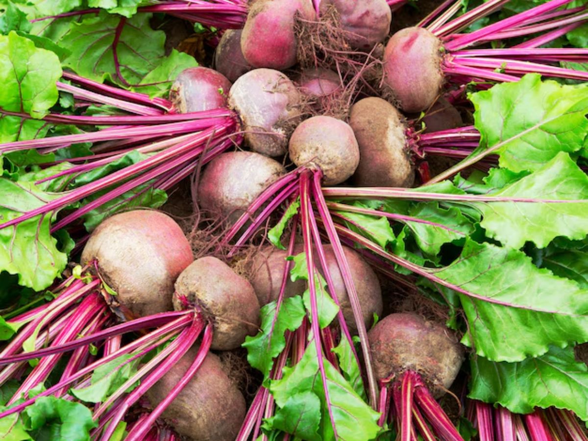 गेहूं नहीं इस चीज की खेती में है ज्यादा मुनाफा, 3 महीनों में फसल हो जाती है तैयार - Photo Gallery