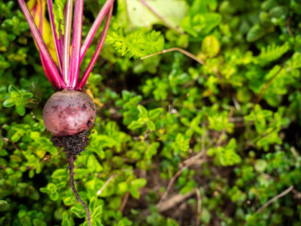 गेहूं नहीं इस चीज की खेती में है ज्यादा मुनाफा, 3 महीनों में फसल हो जाती है तैयार - Photo Gallery