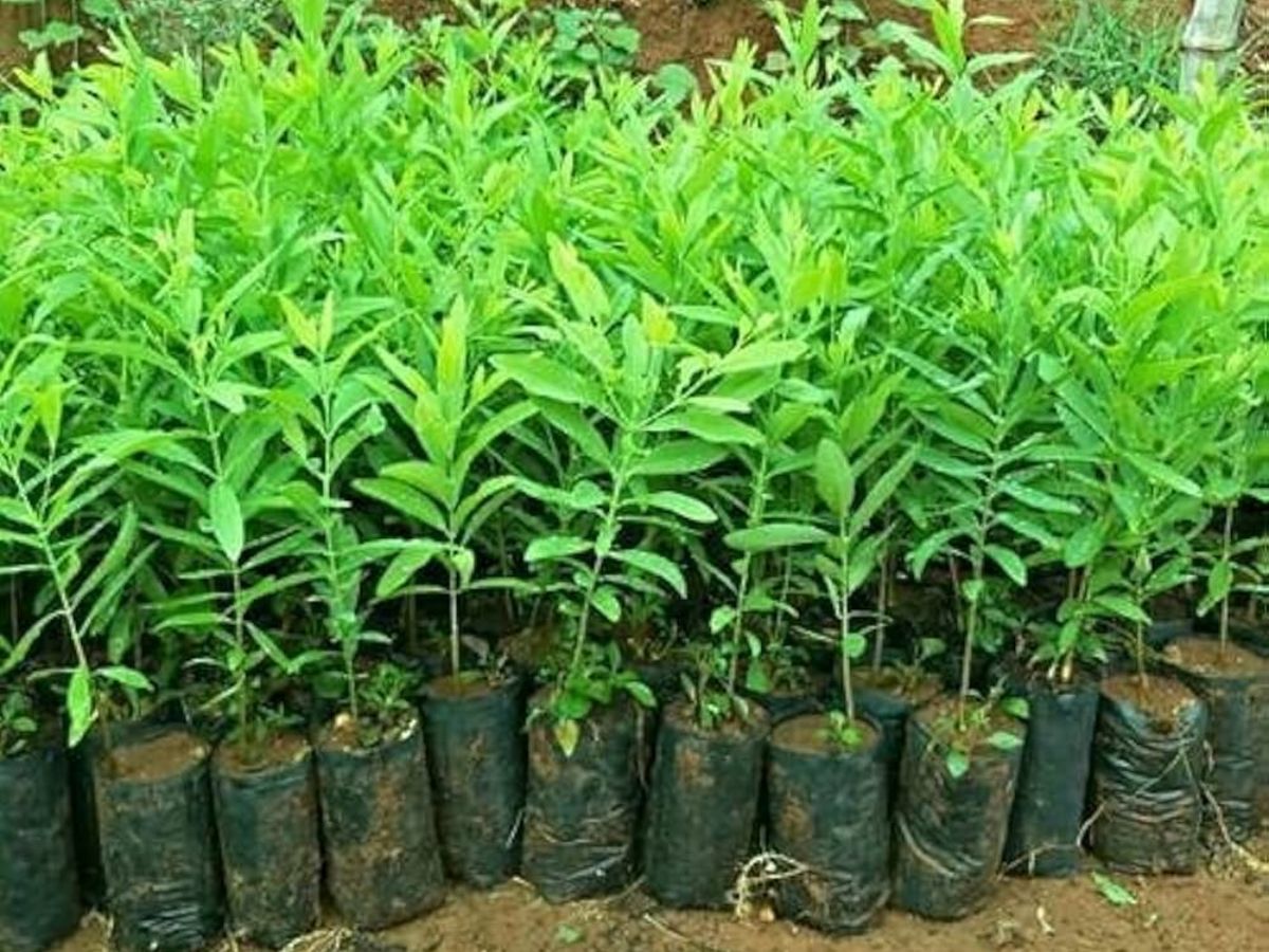 पैसा ही पैसा! करोड़पति बना देगी इस चीज की खेती, जानें कब और कैसे करें शुरुआत