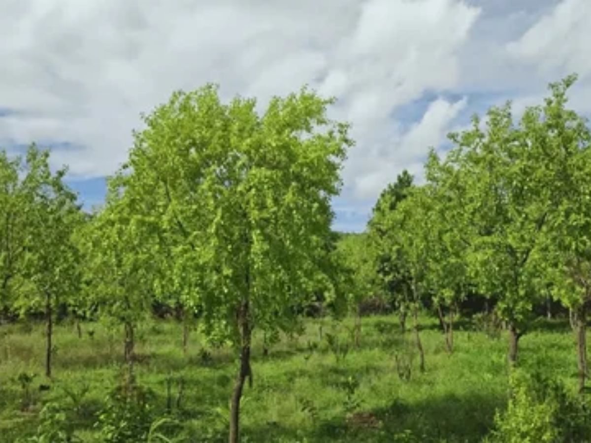 पैसा ही पैसा! करोड़पति बना देगी इस चीज की खेती, जानें कब और कैसे करें शुरुआत