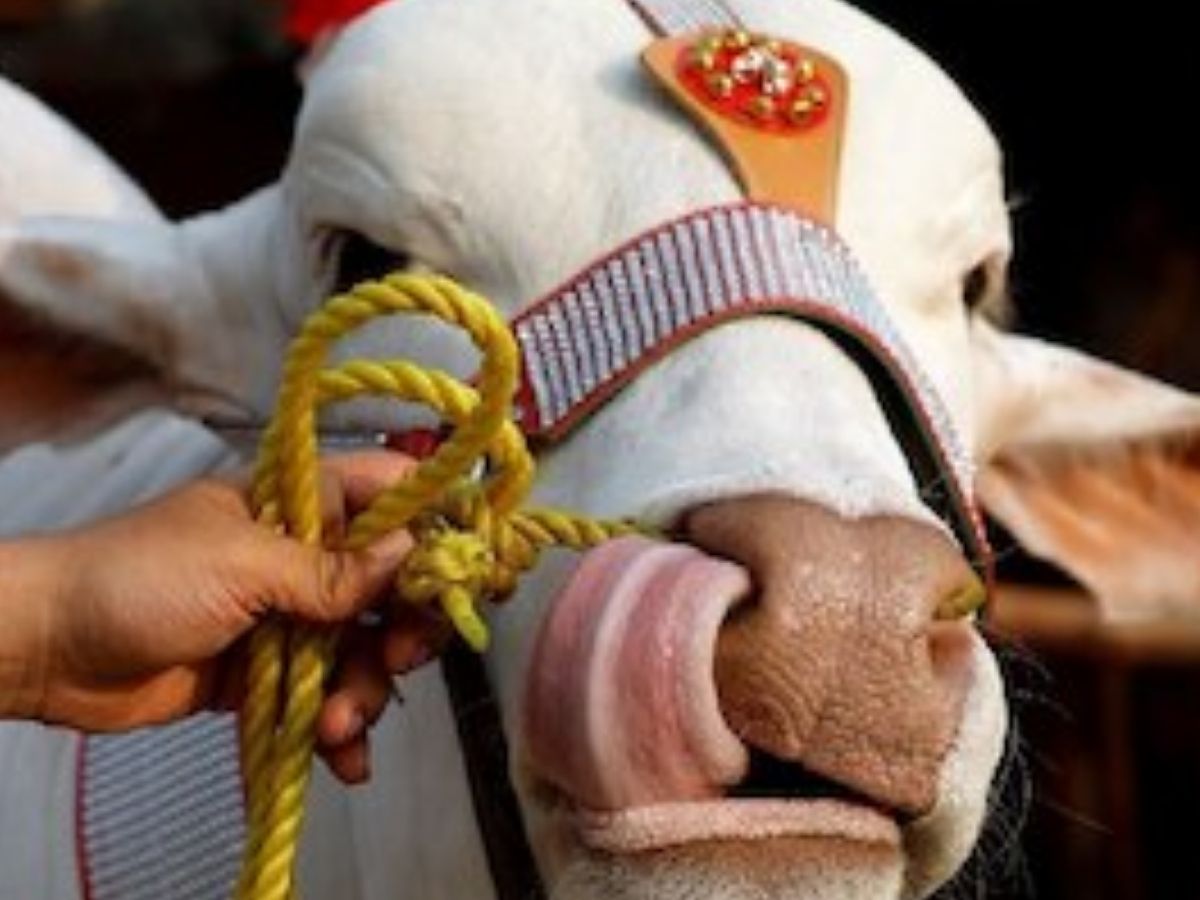 लड़की वर्जिन है या नहीं! देखने के बाद यहां होती है ‘वर्जिनिटी पार्टी’, कपड़े उतारकर करते हैं ये घटिया हरकत - Photo Gallery