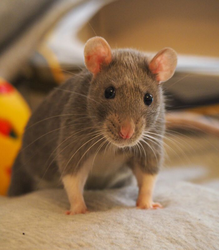 घर में चूहे हो जाएंगे गायब, कनेर का फल है चूहों को भगाने का असरदार घरेलू उपाय - Photo Gallery