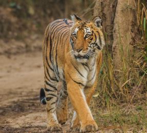 Jim Corbett National Park - Photo Gallery
