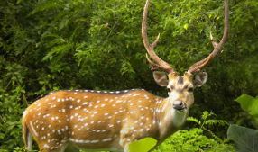 Kanha National Park - Photo Gallery