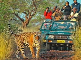 Ranthambore National Park - Photo Gallery