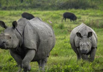 Kaziranga National Park - Photo Gallery