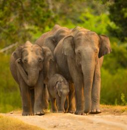Bandipur National Park - Photo Gallery
