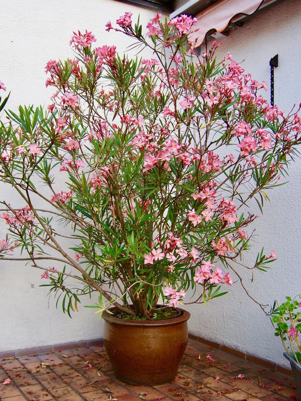 घर में चूहे हो जाएंगे गायब, कनेर का फल है चूहों को भगाने का असरदार घरेलू उपाय - Photo Gallery