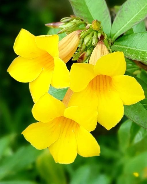 घर में चूहे हो जाएंगे गायब, कनेर का फल है चूहों को भगाने का असरदार घरेलू उपाय - Photo Gallery