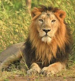 Gir National Park - Photo Gallery