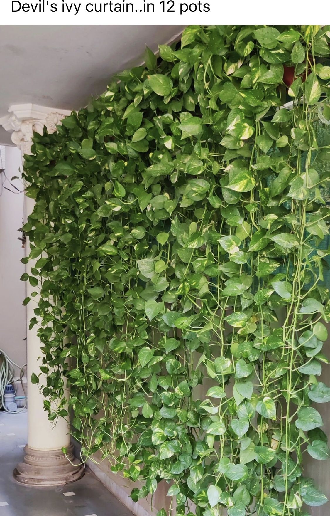 Money Plant Care: सर्दियों में मनी प्लांट की देखभाल करने के 8 असरदार टिप्स - Photo Gallery