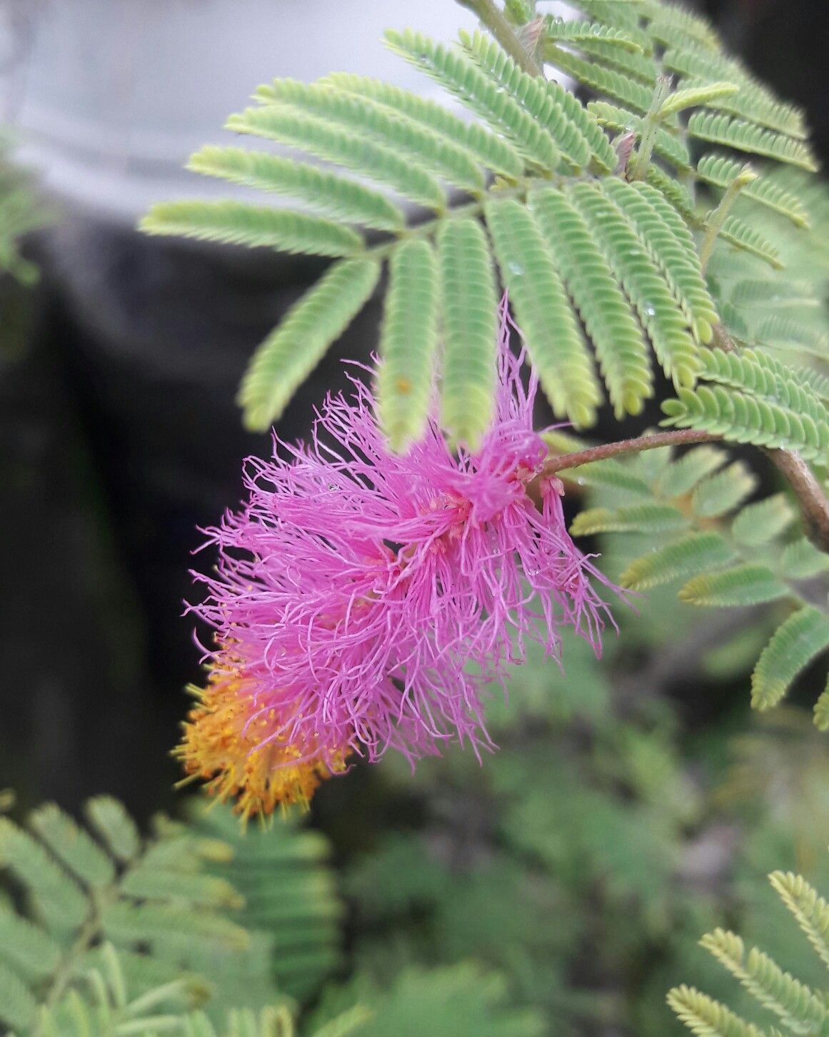 New Year Lucky Plants: नए साल में हरियाली के साथ आएगी खुशहाली, लगाएं ये 5 पौधे - Photo Gallery