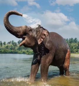 Periyar National Park - Photo Gallery