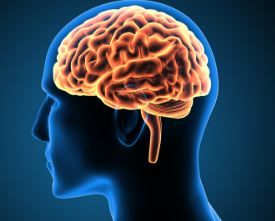 Gut-Brain Connection - Photo Gallery