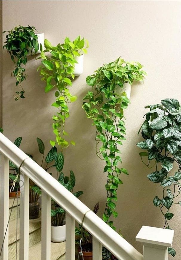 Money Plant Care: सर्दियों में मनी प्लांट की देखभाल करने के 8 असरदार टिप्स - Photo Gallery