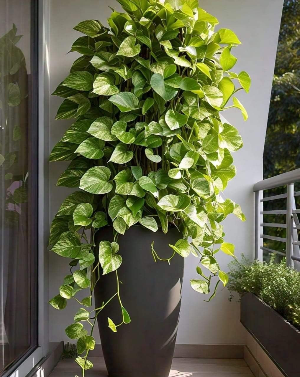 Money Plant Care: सर्दियों में मनी प्लांट की देखभाल करने के 8 असरदार टिप्स - Photo Gallery