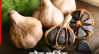 Black Garlic: ब्लैक गार्लिक क्यों बन रहा है सुपरफूड? जानें इसको खाने के फायदे और खासियत