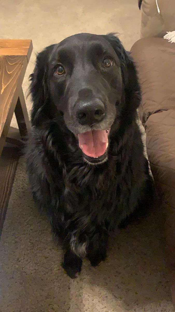 Dog Astrology: किस रंग का कुत्ता पालना होता है शुभ? - Photo Gallery