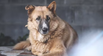 जंगल में खोई 2 साल की बच्ची, शेरों से हुआ आमना-सामना; फरिश्ता बन आया पालतू कुत्ता और ऐसे बचाई जान