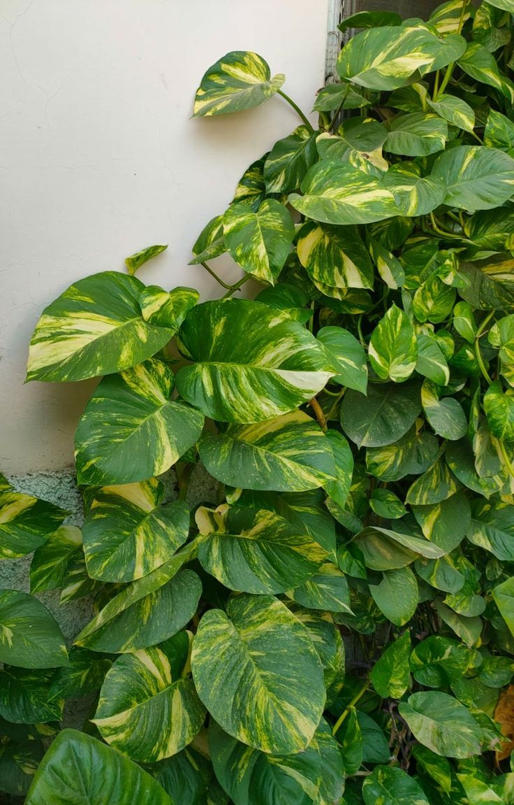 Money Plant Care: सर्दियों में मनी प्लांट की देखभाल करने के 8 असरदार टिप्स - Photo Gallery
