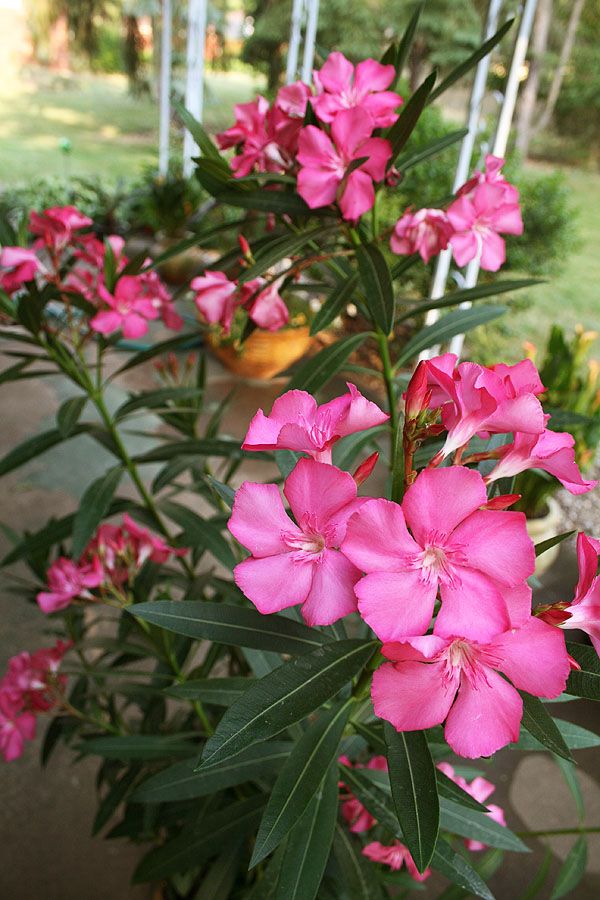 घर में चूहे हो जाएंगे गायब, कनेर का फल है चूहों को भगाने का असरदार घरेलू उपाय - Photo Gallery