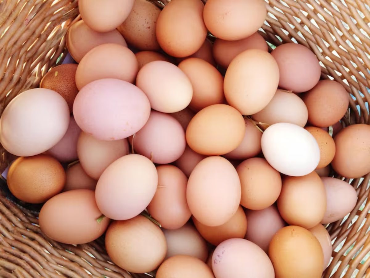 egg protein 2 - Photo Gallery