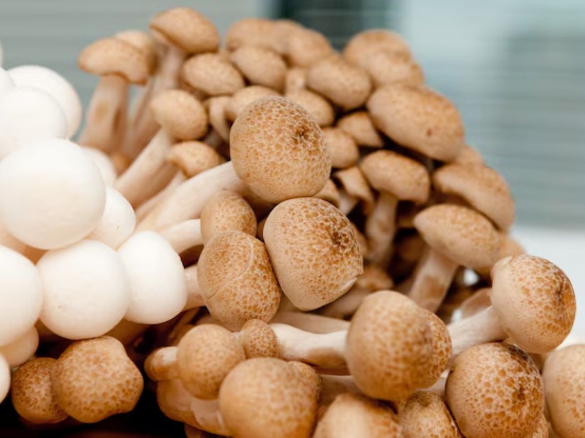 egg protein 5 - Photo Gallery