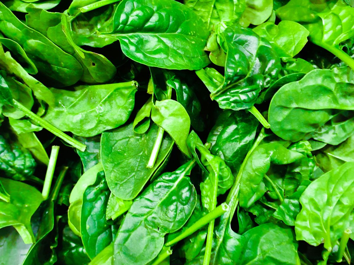 egg protein 7 - Photo Gallery