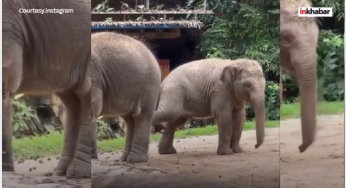 भाई-बहन का ड्रामा, यह दो छोटे हाथियों की लड़ाई देख आपको भी आ जाएगी अपने बचपन की याद!