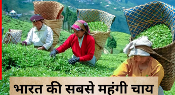 Expensive Indian Teas: भारत की सबसे महंगी चाय, जिनका स्वाद और कहानी दोनों हैं बेहद खास; कीमत जान उड़ जाएंगे होश
