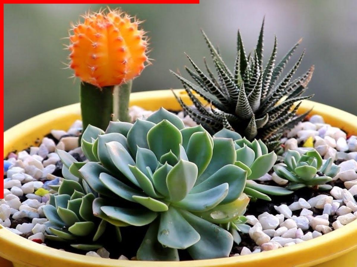 Christmas & New Year Gift ideas: पैसे बचाओ, इम्प्रेसन जमाओ! ₹1000 और ₹2000 के अंदर 10 सबसे सटीक और महंगे दिखने वाले Gifts - Photo Gallery