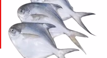 स्टेट फिश का संकट, आखिर पोमफ्रेट मछली क्यों बन गई है आम आदमी की पहुंच से बाहर?