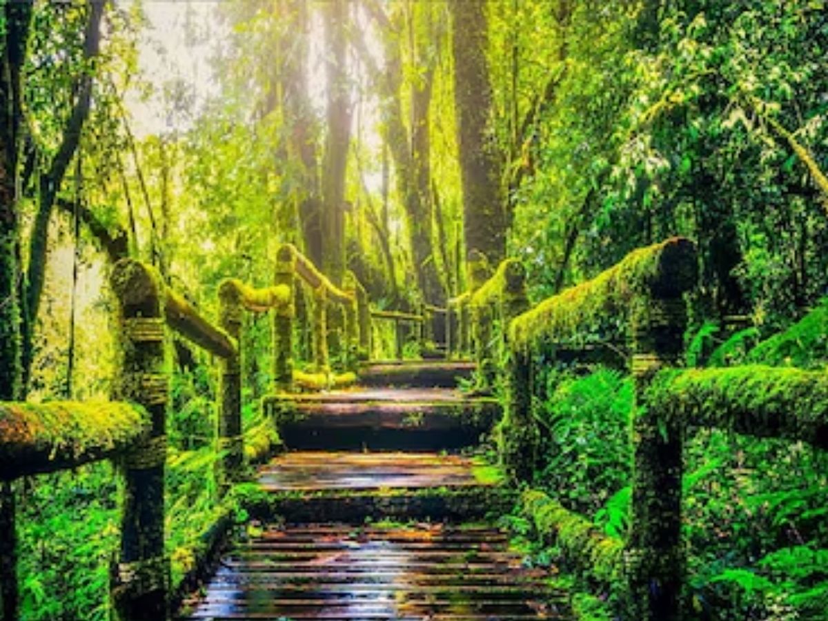 नोएडा में खुला दुनिया का सबसे बड़ा आर्टिफिशियल जंगल सफारी! घूमने की ये जगह देख भूल जाएंगे एडवेंचर पार्क - Photo Gallery