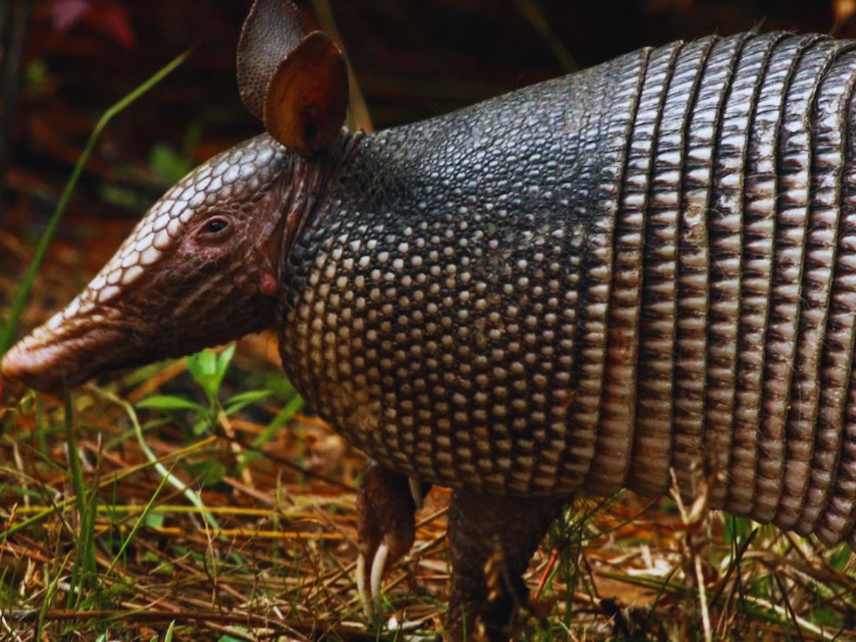 Only Bulletproof Animal 2 - Photo Gallery