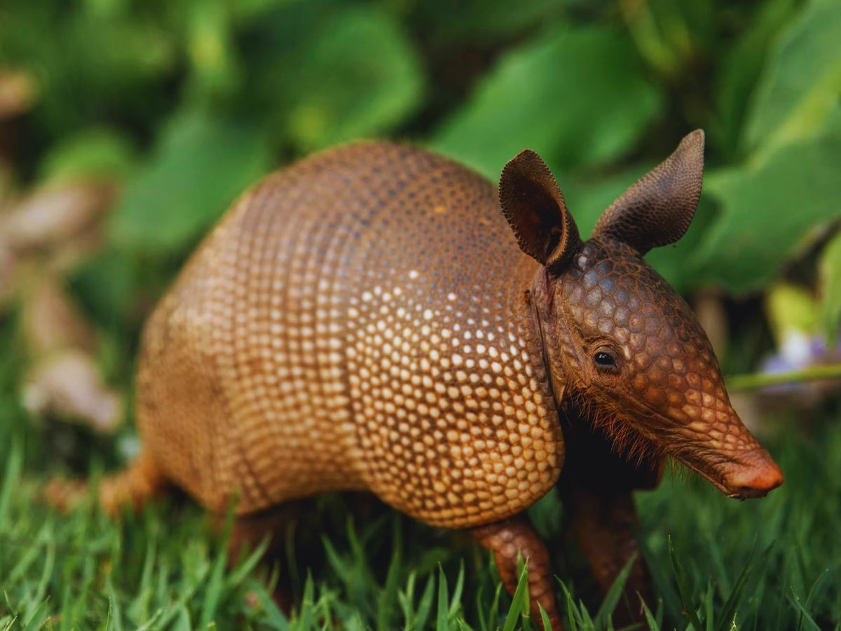 Only Bulletproof Animal 3 - Photo Gallery